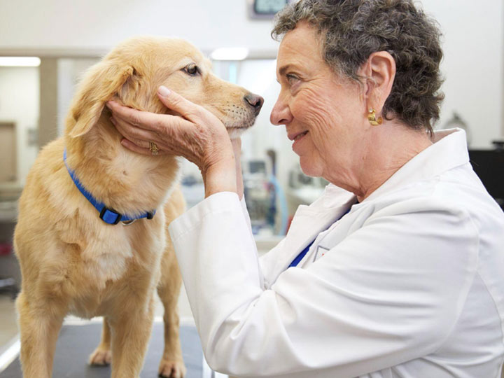 A female veterinarian in a white lab coat holding the face of a Golden Retriever dog and looking into its eyes.