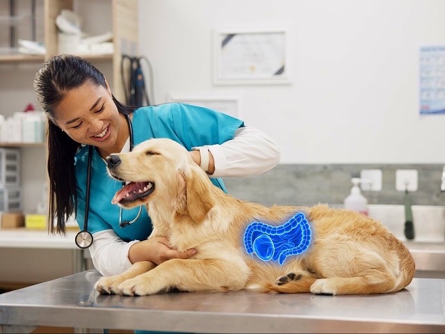 Developed by vets and nutritionists