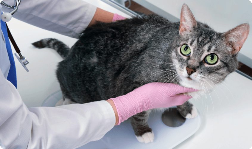 Veterinarian wearing pink gloves weighing a grey tabby cat on a clinic scale
