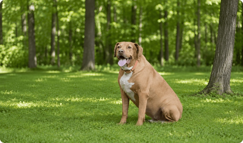Overweight brown dog sitting on green grass in a wooded park