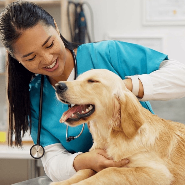 Smiling female veterinarian examining a happy golden retriever dog in a clinic