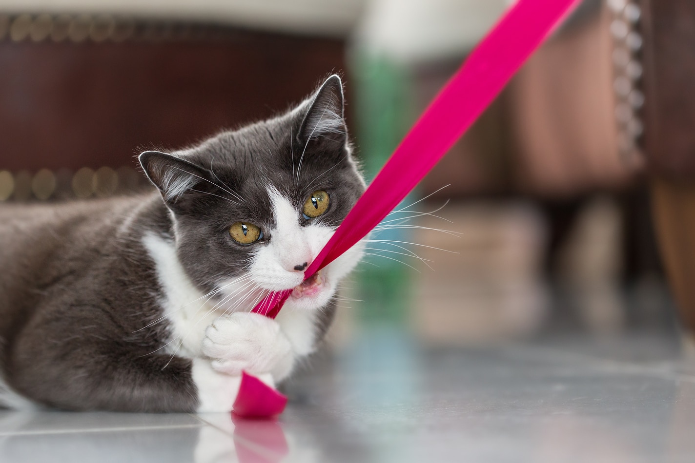 Playful domestic shorthair cat biting into a pink ribbon.