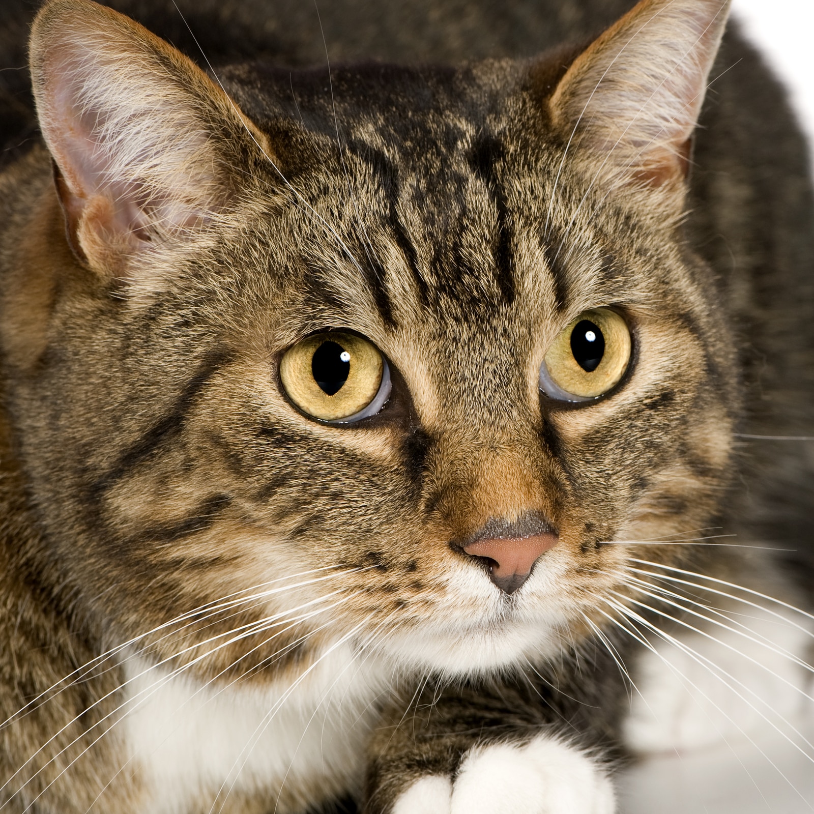 yellow shorthair cat