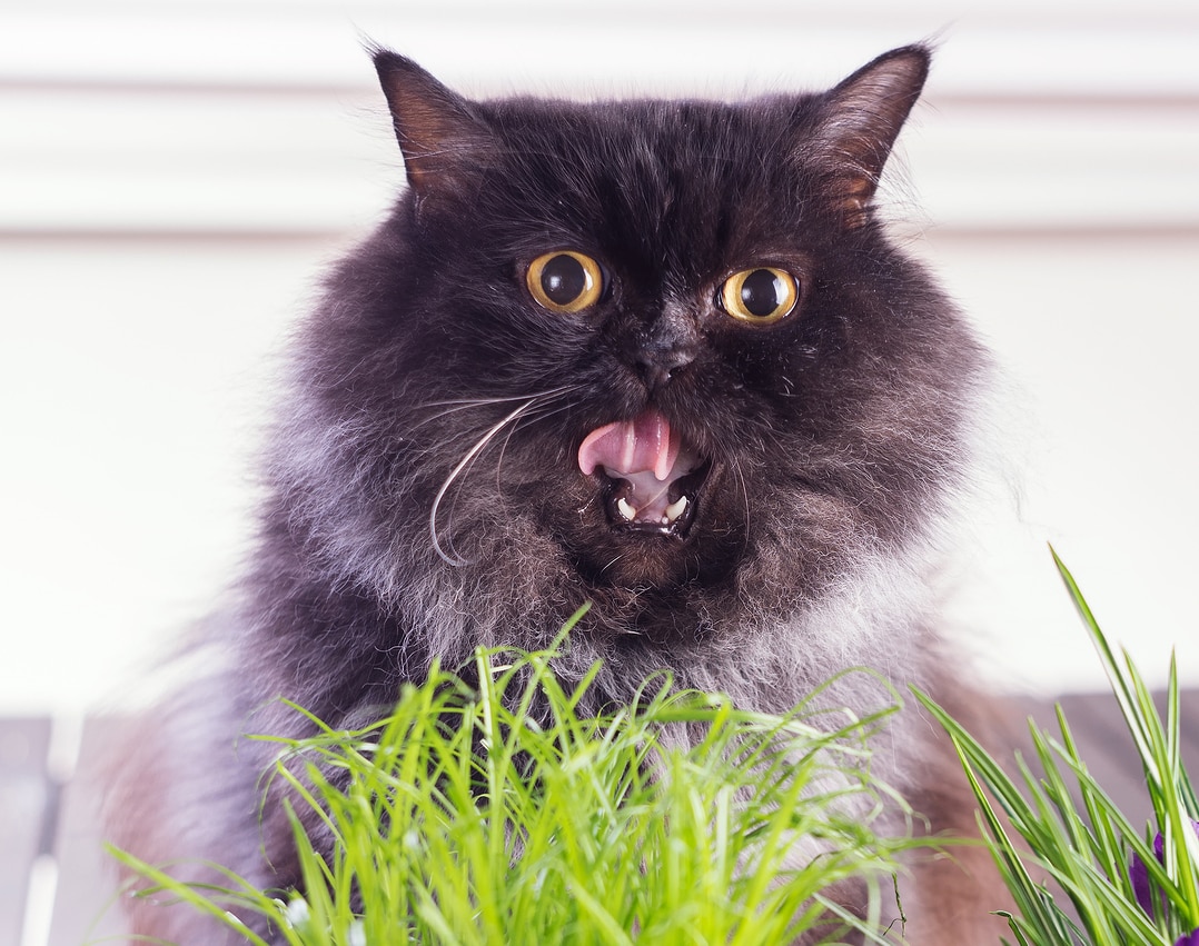 Long haired cat with open mouth nibbling on grass