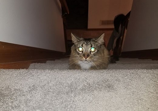 Cat walking up stairs with glowing green eyes.