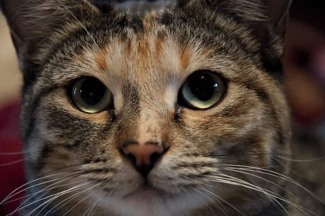 close-up of cat with dilated pupils