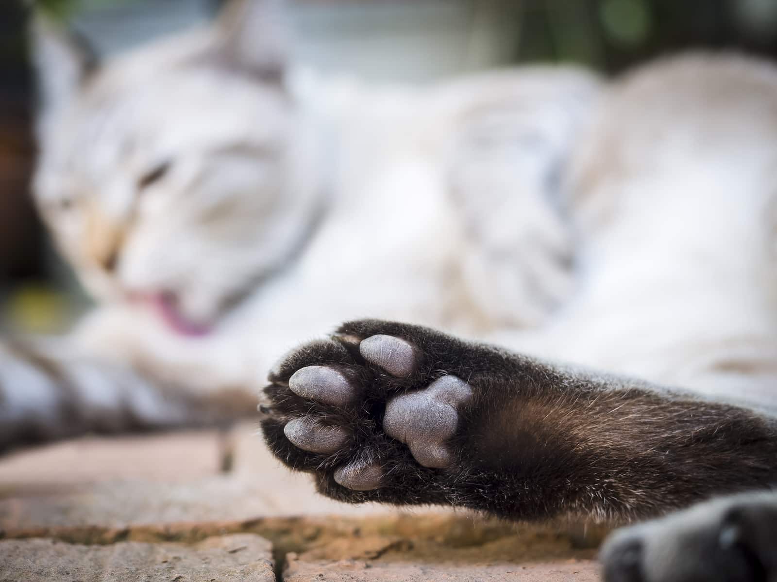 Cat paw with blurred sleeping cat in background