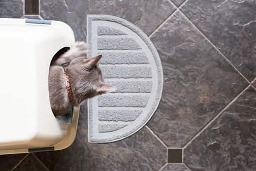 cat blocked bladder causes