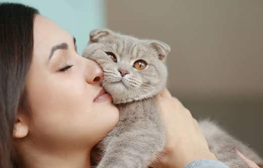 Woman holds gray Scottish fold cat against her face in a snuggling action.