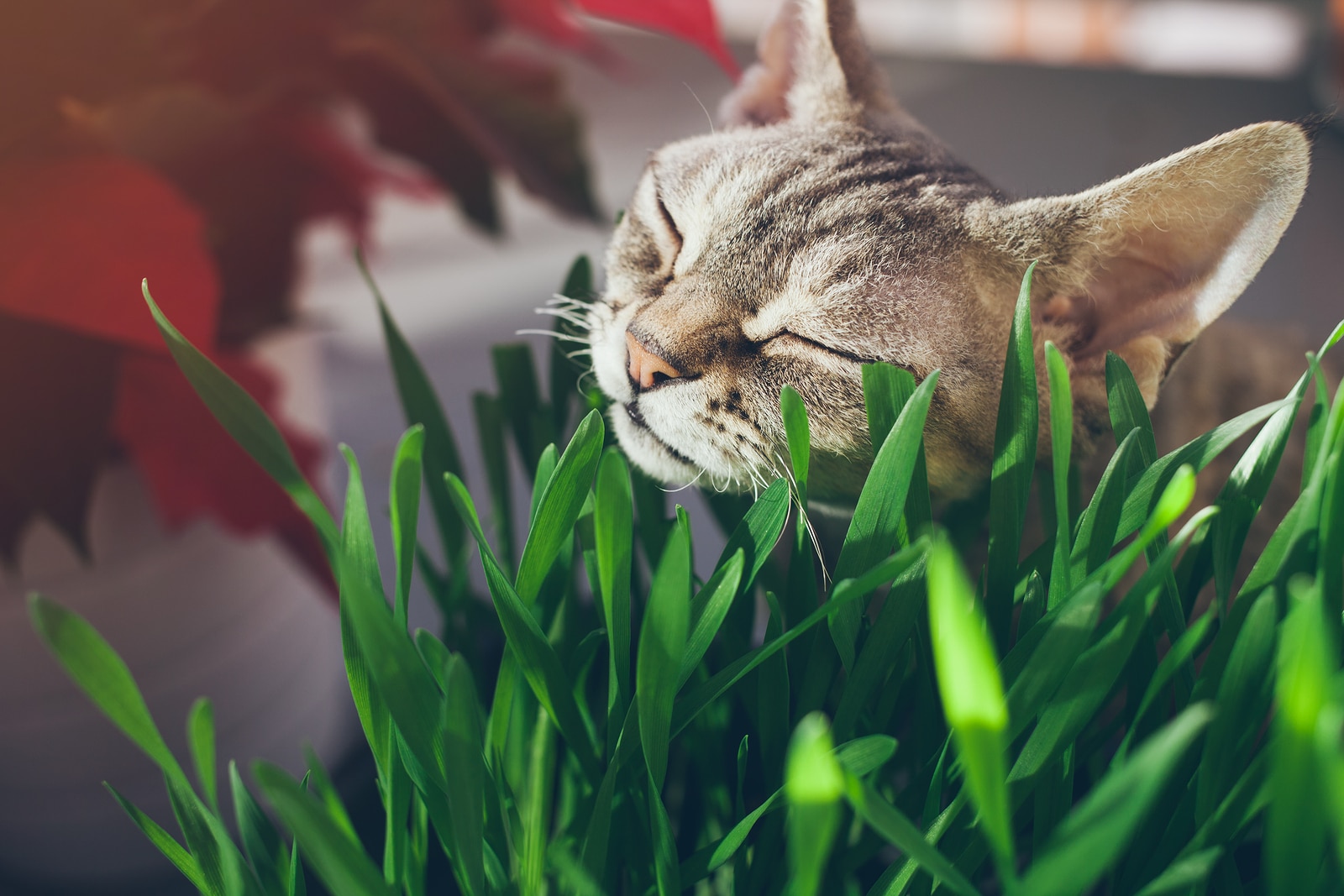 Top 5 Reasons Why Cats Eat Grass Tractive Blog