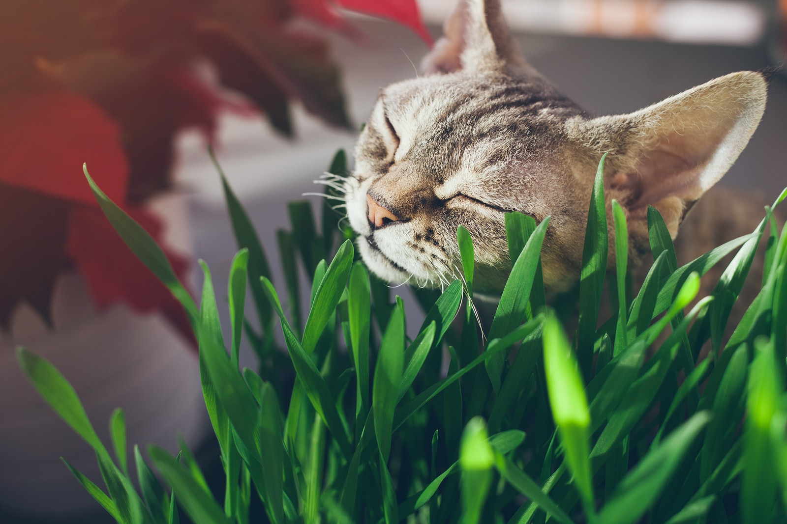 Tabby cat nuzzling some blades of grass