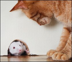 Why Your Cat Likes Catching Mice | Hill's Pet