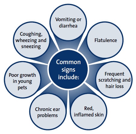 Common signs of food allergies and food intolerance