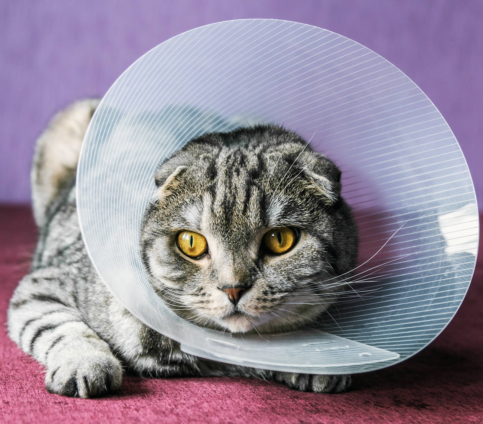 Scottish fold cat in a plastic protective cone