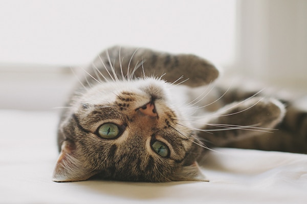 Why Fat is Good for Your Cat