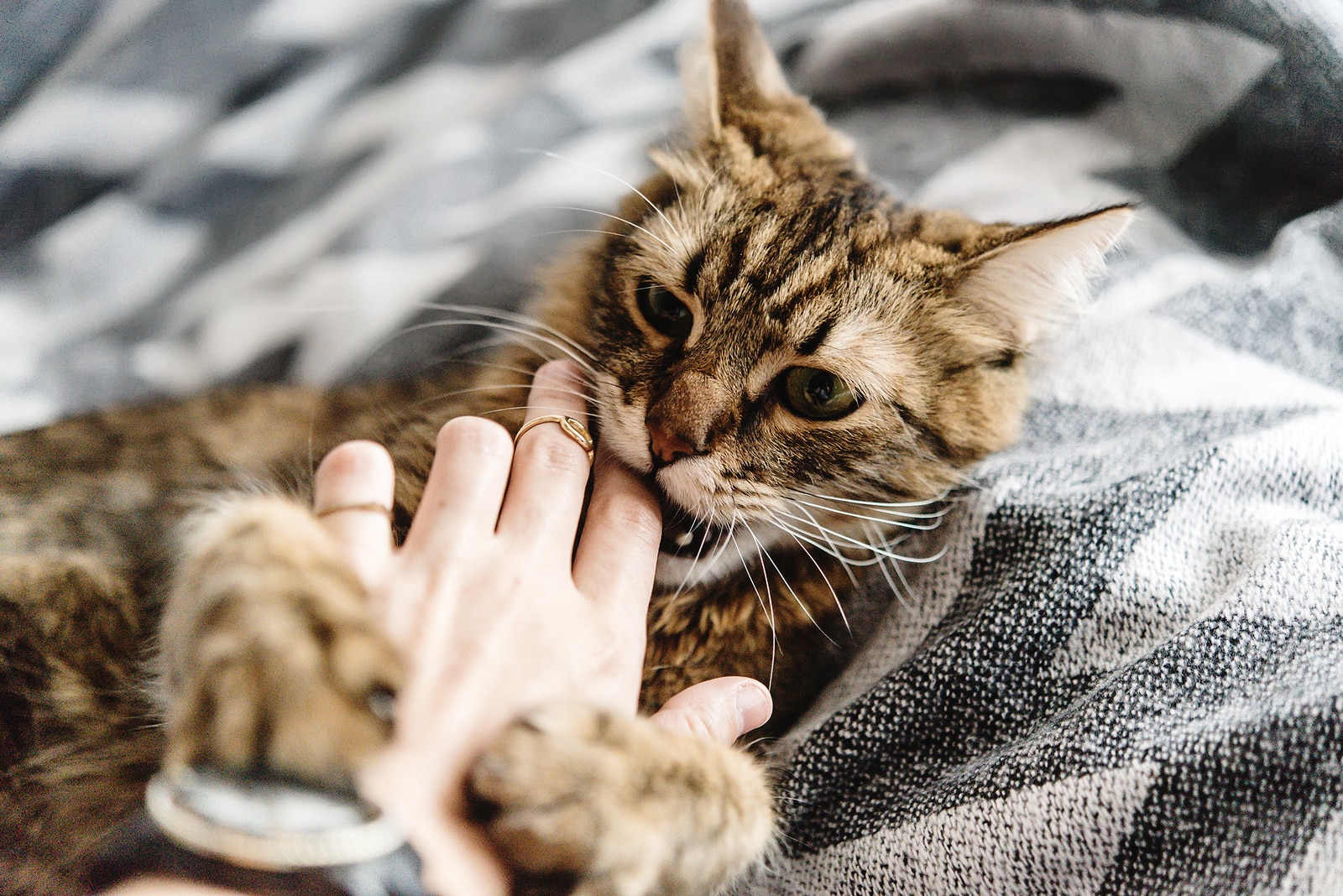 cat biting finger