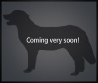 The Boykin Spaniel Dog Breed