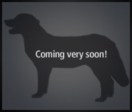 The Irish Water Spaniel Dog Breed