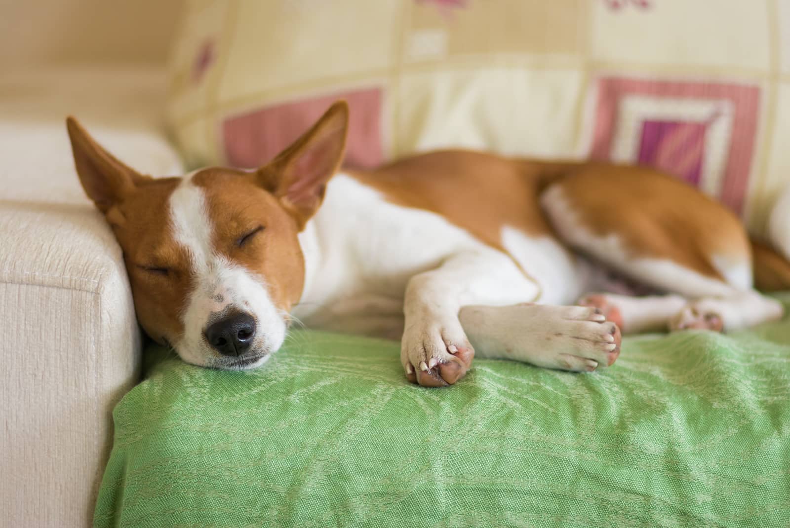 Young Basenji dog sleeping on a sofa covered in a green blanket