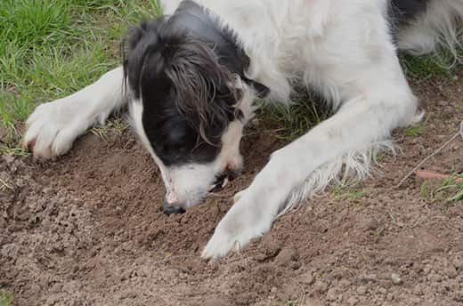 Dog eating mud and grass