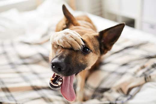 Brown dog with tongue out holds right paw over eye.