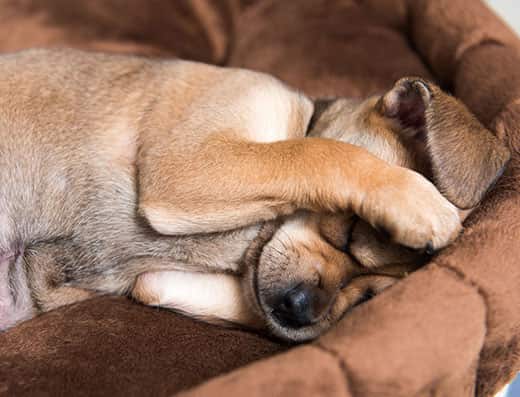 Close-up of small young terrier mix puppy hiding face in brown plush dog bed