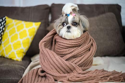 Shih Tzu enrolado em um lenço marrom em um sofá.