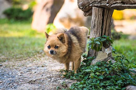 Small fluffy dog urinating on wooden post