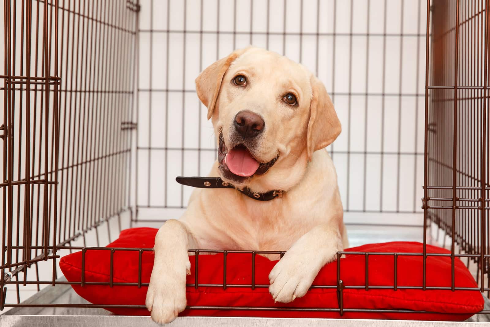 A dog in a on sale cage
