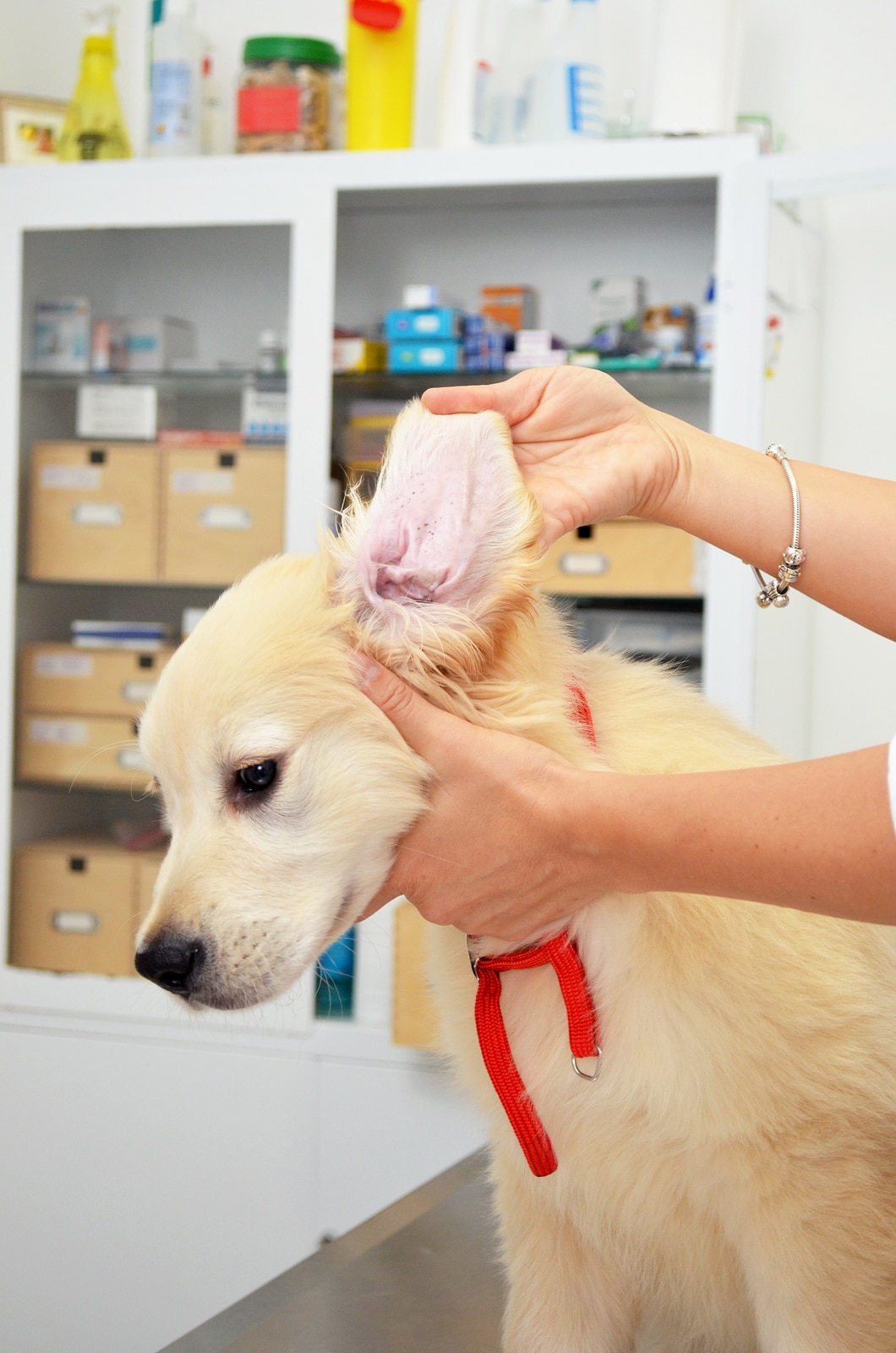 Golden retriever at vets having his ears checked