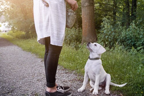 yellow-lab-puppy-sitting-outdoors Woman teaching a yellow lab puppy to sit outdoors