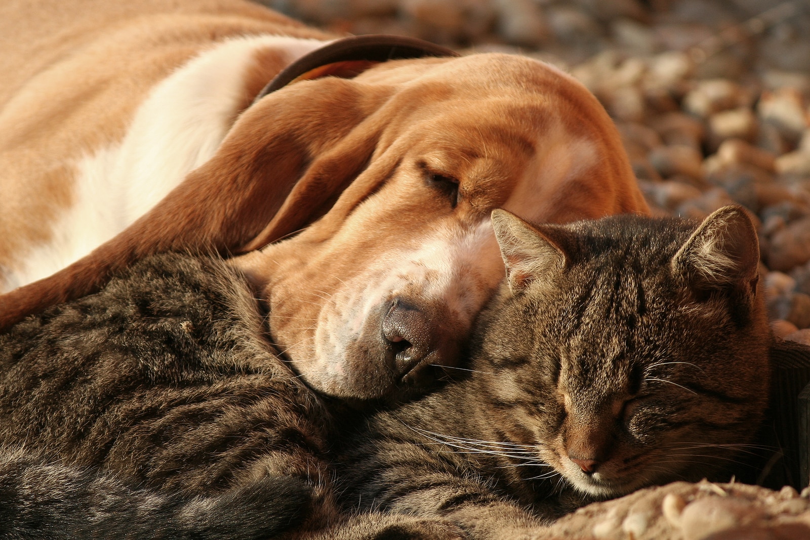 Tabby cat and basset hound snuggle together.