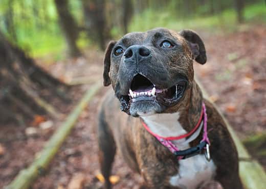 Adopting A Blind Dog Or Cat What You Need To Know