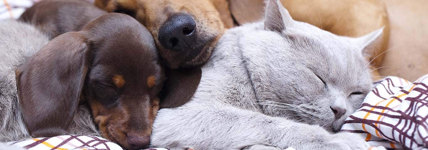 Can cats and dogs get along? Science says yes