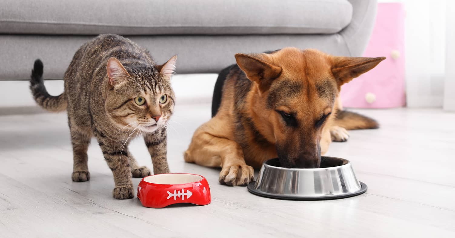 Cat and German Shepherd eating out of separate food bowls in front of couch.