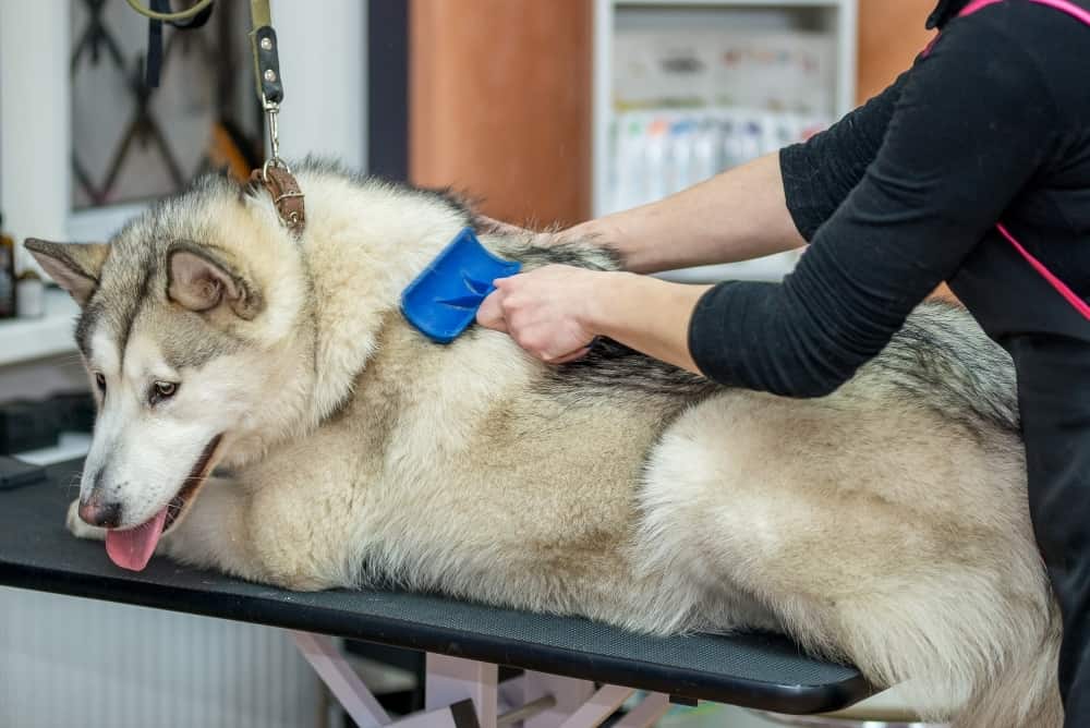 Malamute being groomed in a professional dog salon