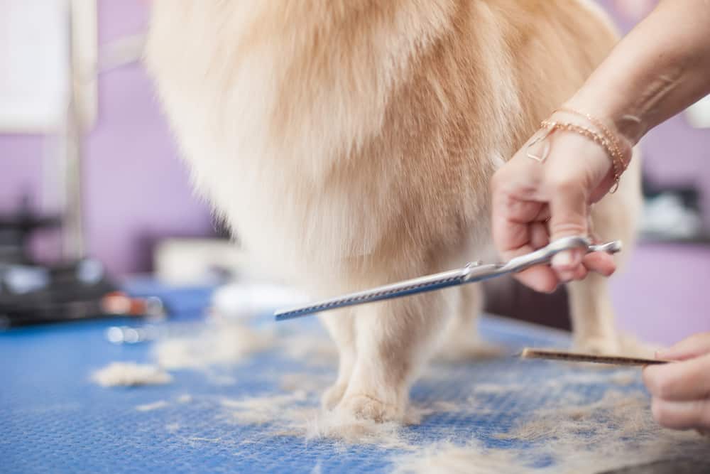 Hands holding scissors cut the back fur of a blonde pomeranian.