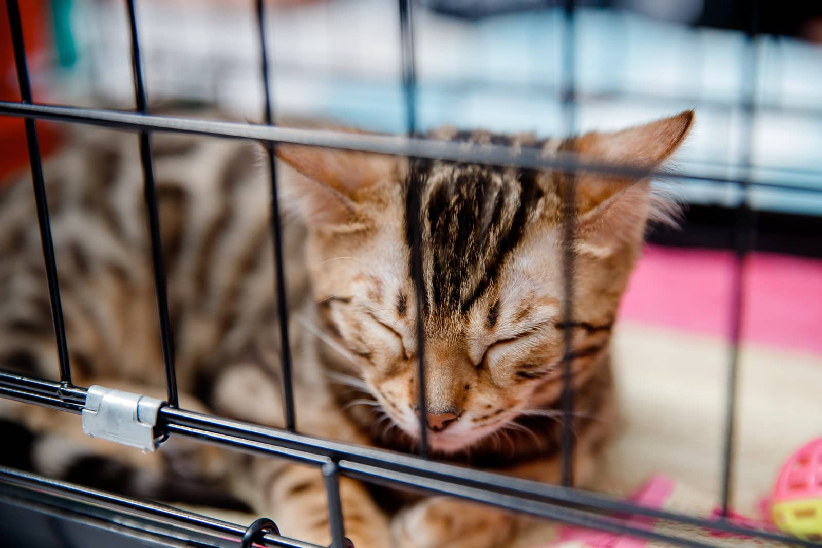 Tabby cat is in cage for transportation and storage in shelter, airport, travel.