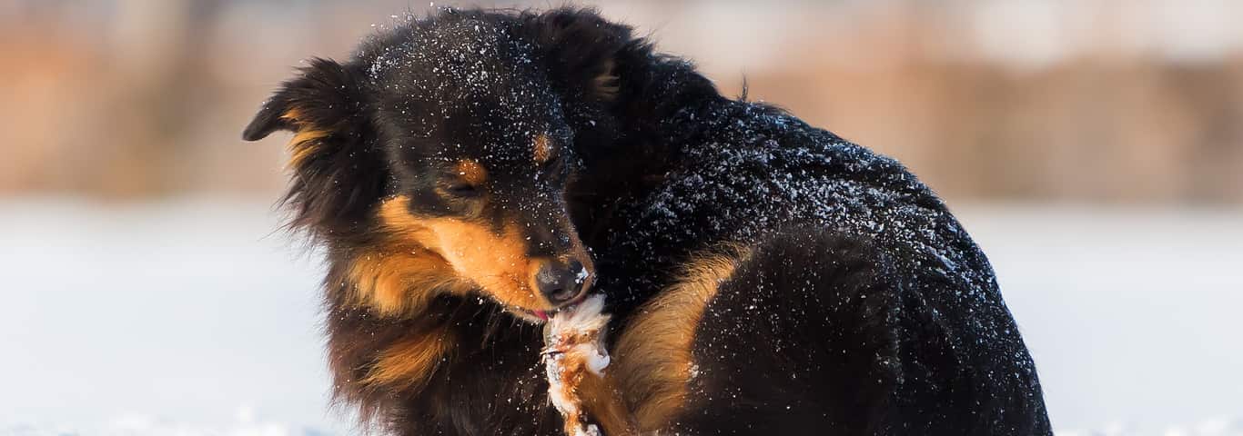 Why Do Dog Paws Smell Like Corn Chips? | Hill's Pet