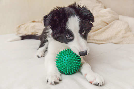 Black and white border collie puppy chewing on green ball.