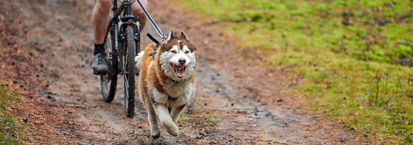 Walking Your Dog In The Rain: Tips & How To Prep | Hill'S Pet