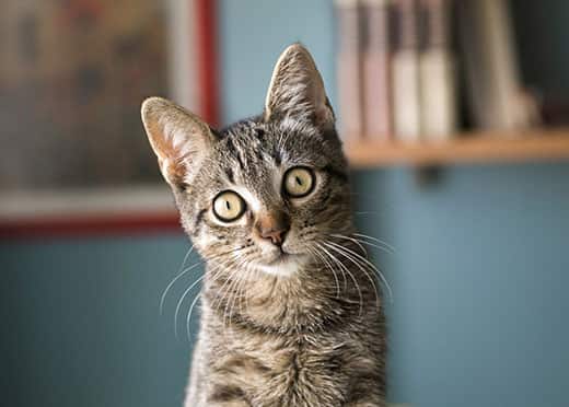 Brown tabby cat with ears perked looking at the camera with surprised look on its face.