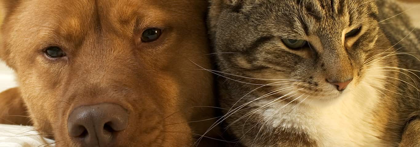 Cats and Dogs Cohabitation