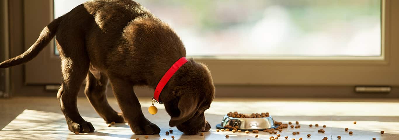 New Pet Parent Dog dog