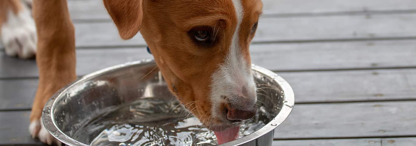 dog is drinking more water than usual