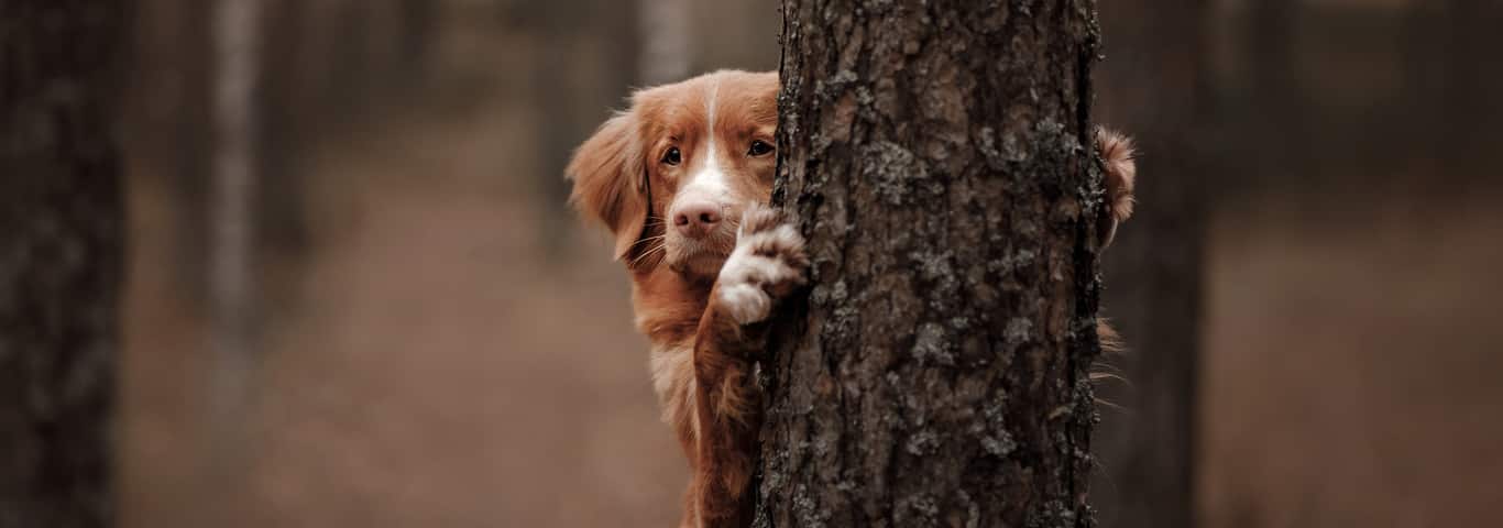 Porcupine Quills in Dog: What You Need to Know | Hill's Pet