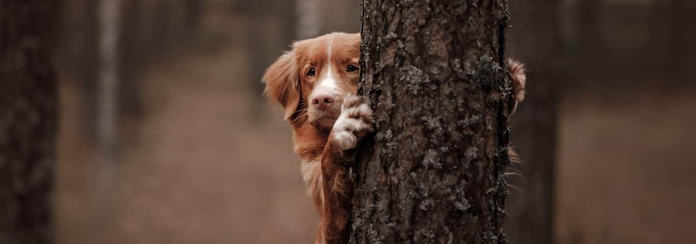 What to do if porcupine quills pierce your dog