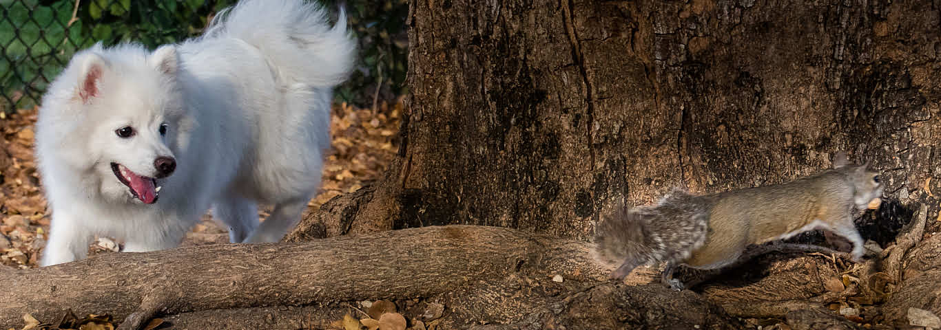 Why Do Dogs Chase Squirrels? | Hill's Pet