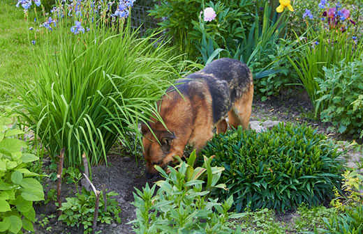 German Shepherd digging in flower garden.