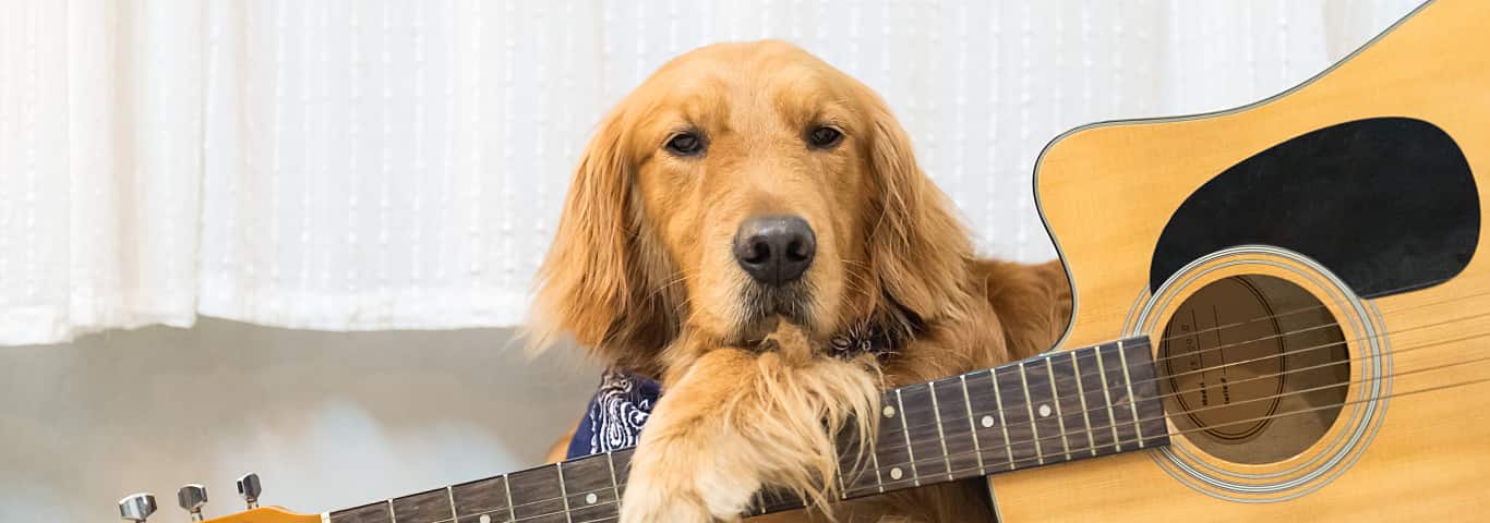 Do Dogs Like Music? How to Tell If Your Pooch Digs Your Tunes
